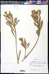 Borrichia arborescens image