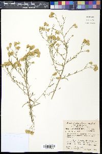 Brickellia eupatorioides image