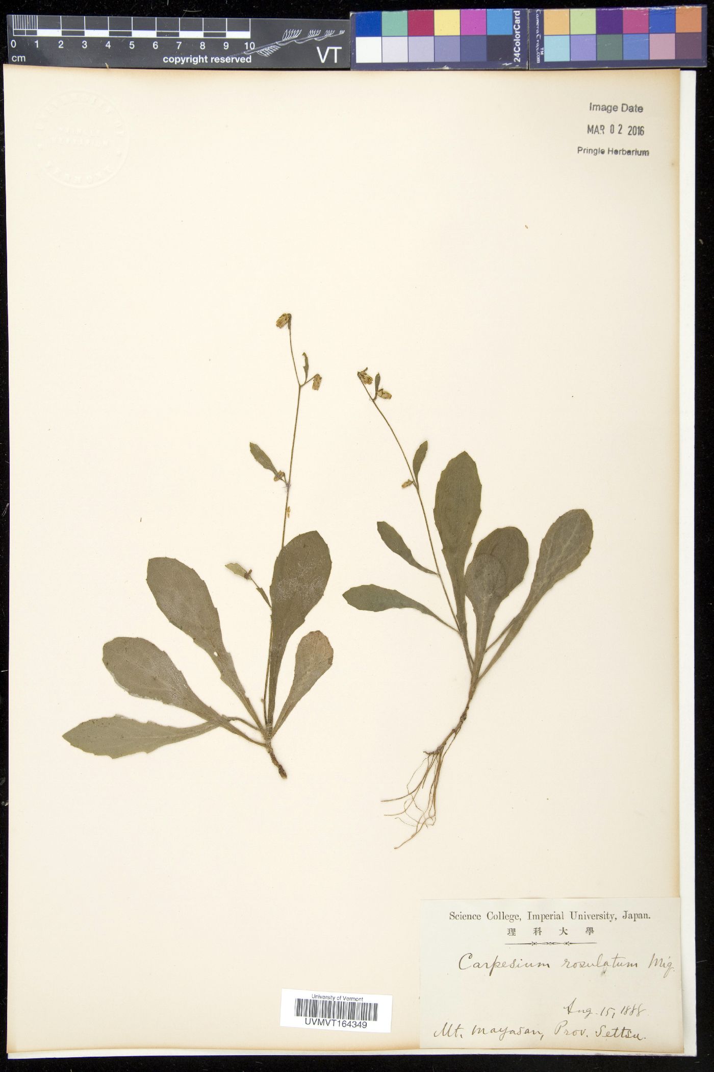 Carpesium rosulatum image