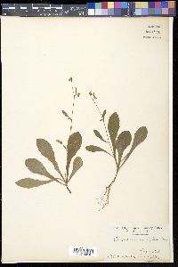 Image of Carpesium rosulatum