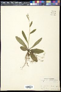 Carpesium glossophyllum image