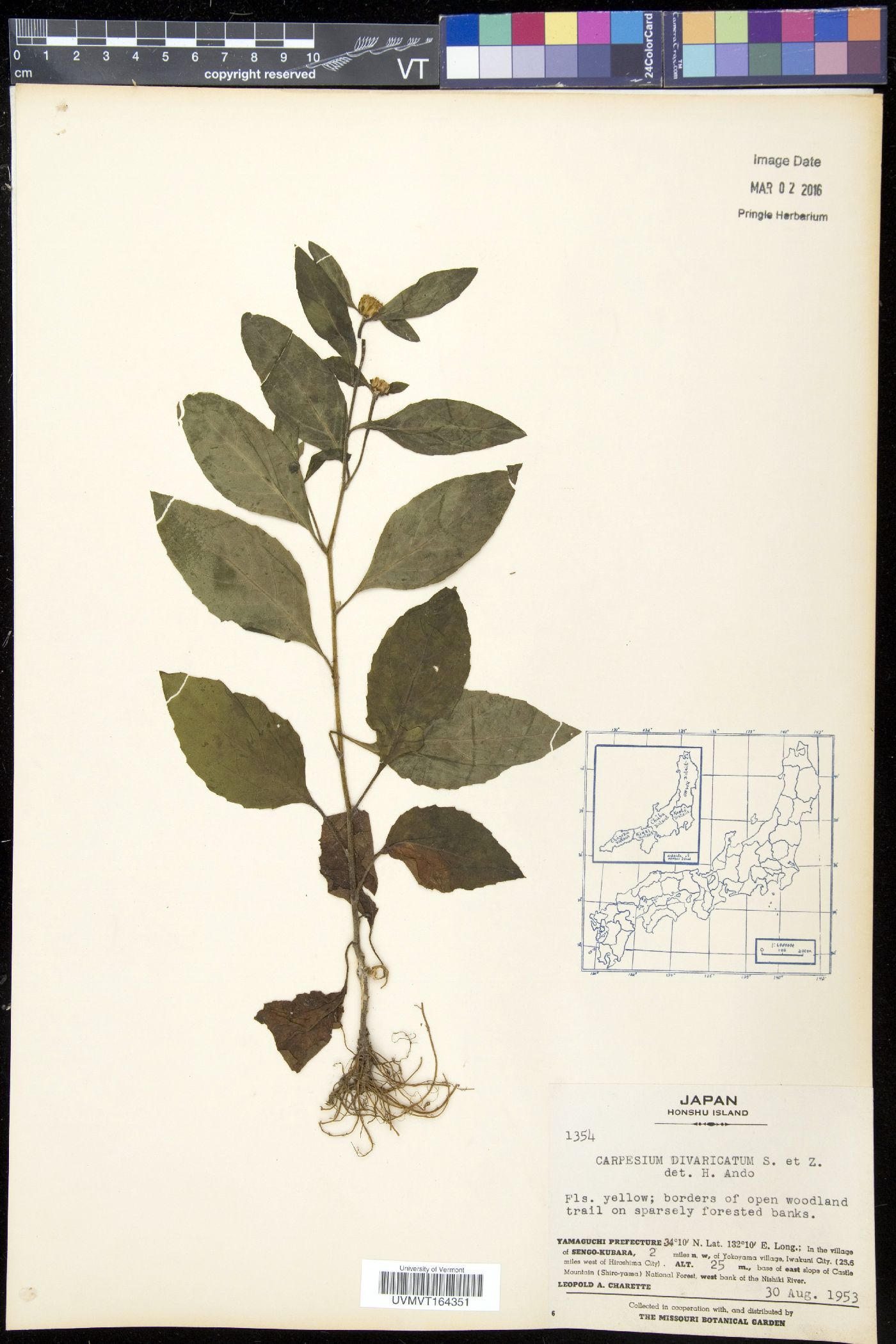 Carpesium divaricatum image