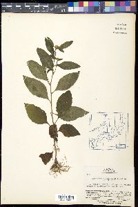 Carpesium divaricatum image