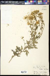 Chrysanthemum japonicum image