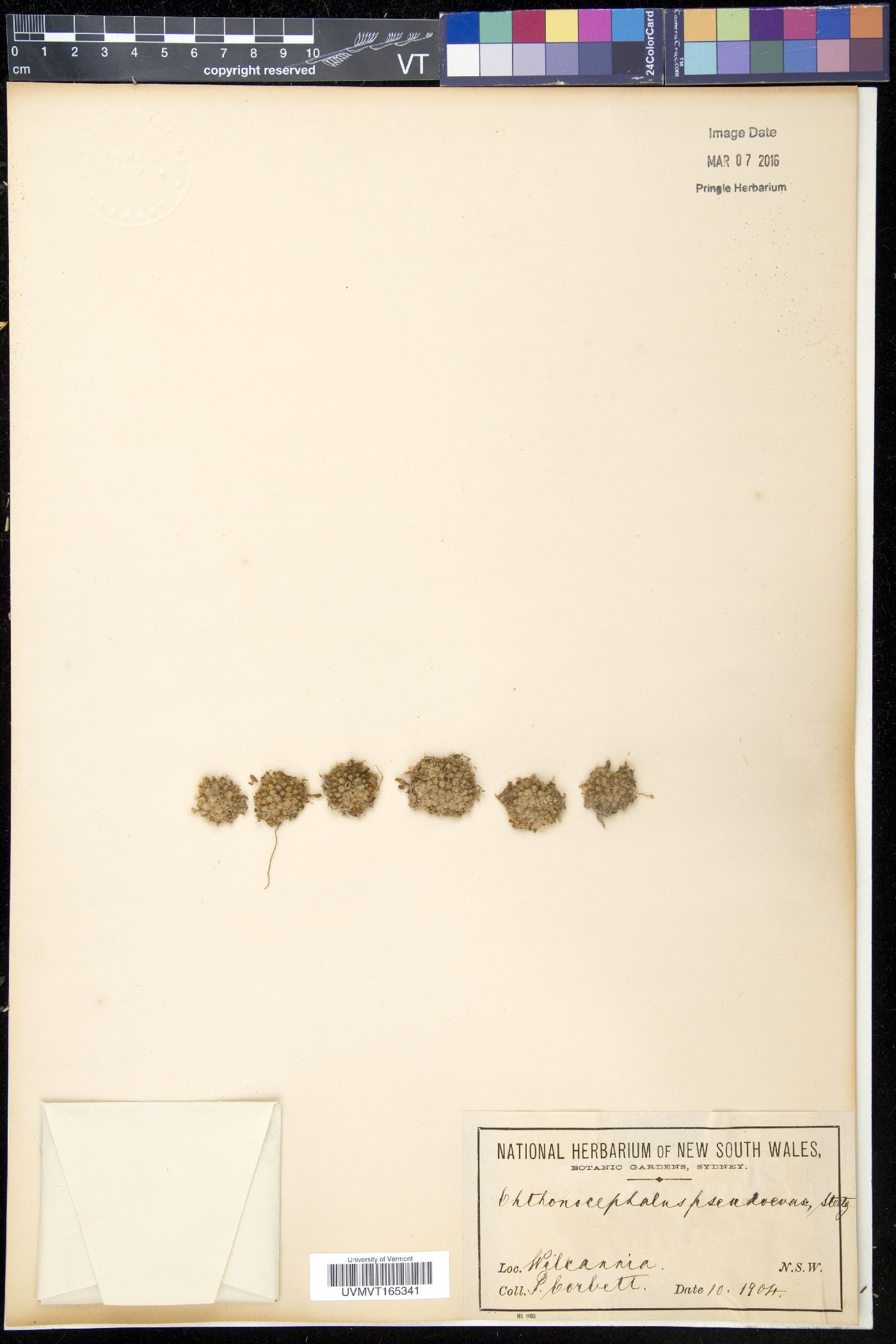 Chthonocephalus image