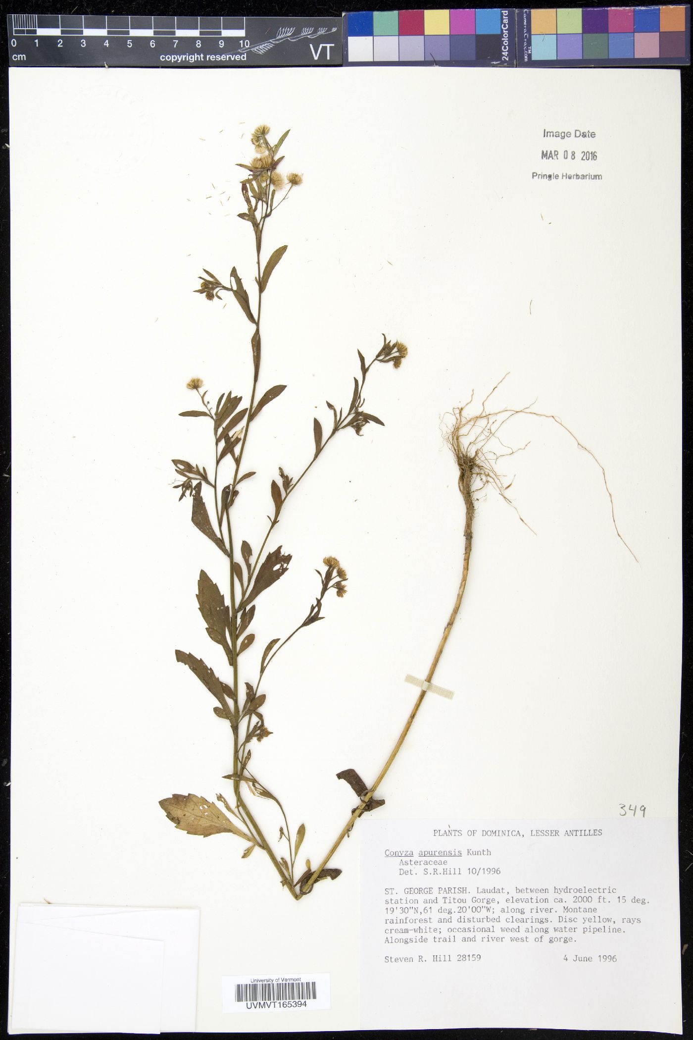 Conyza apurensis image