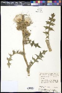 Cirsium horridulum image