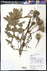 Cirsium muticum image