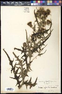 Cirsium spicatum image