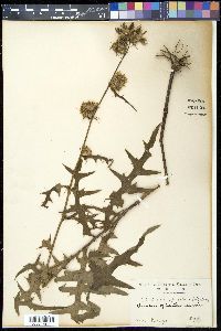 Cirsium spicatum image