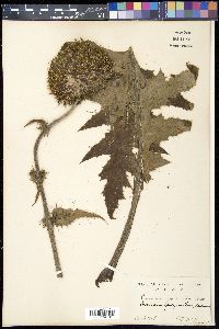 Cirsium purpuratum image