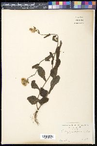 Eschenbachia japonica image