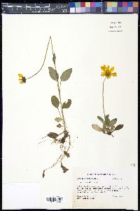 Coreopsis auriculata image