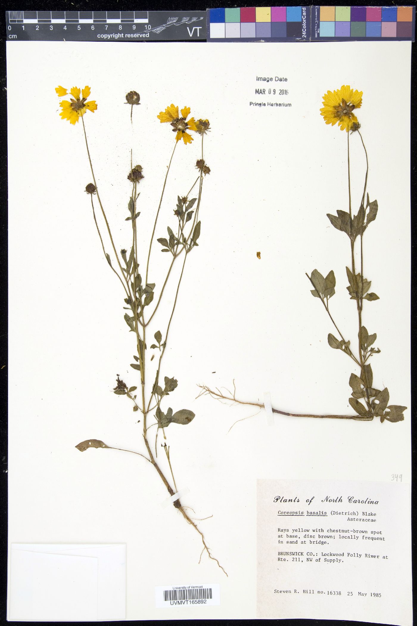 Coreopsis basalis image