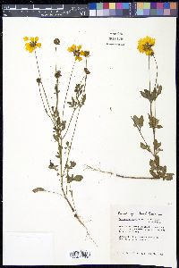 Coreopsis basalis image