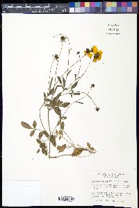 Coreopsis basalis image