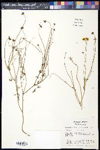 Coreopsis basalis image