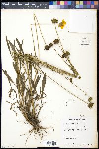 Coreopsis lanceolata image