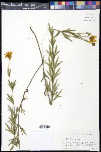 Coreopsis palmata image