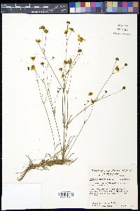 Coreopsis tinctoria image