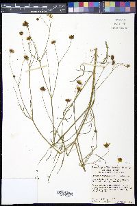 Coreopsis tinctoria image