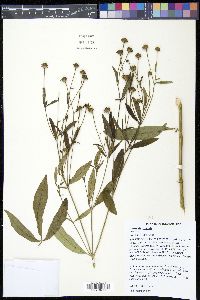 Coreopsis tripteris image