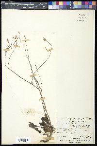 Youngia japonica image