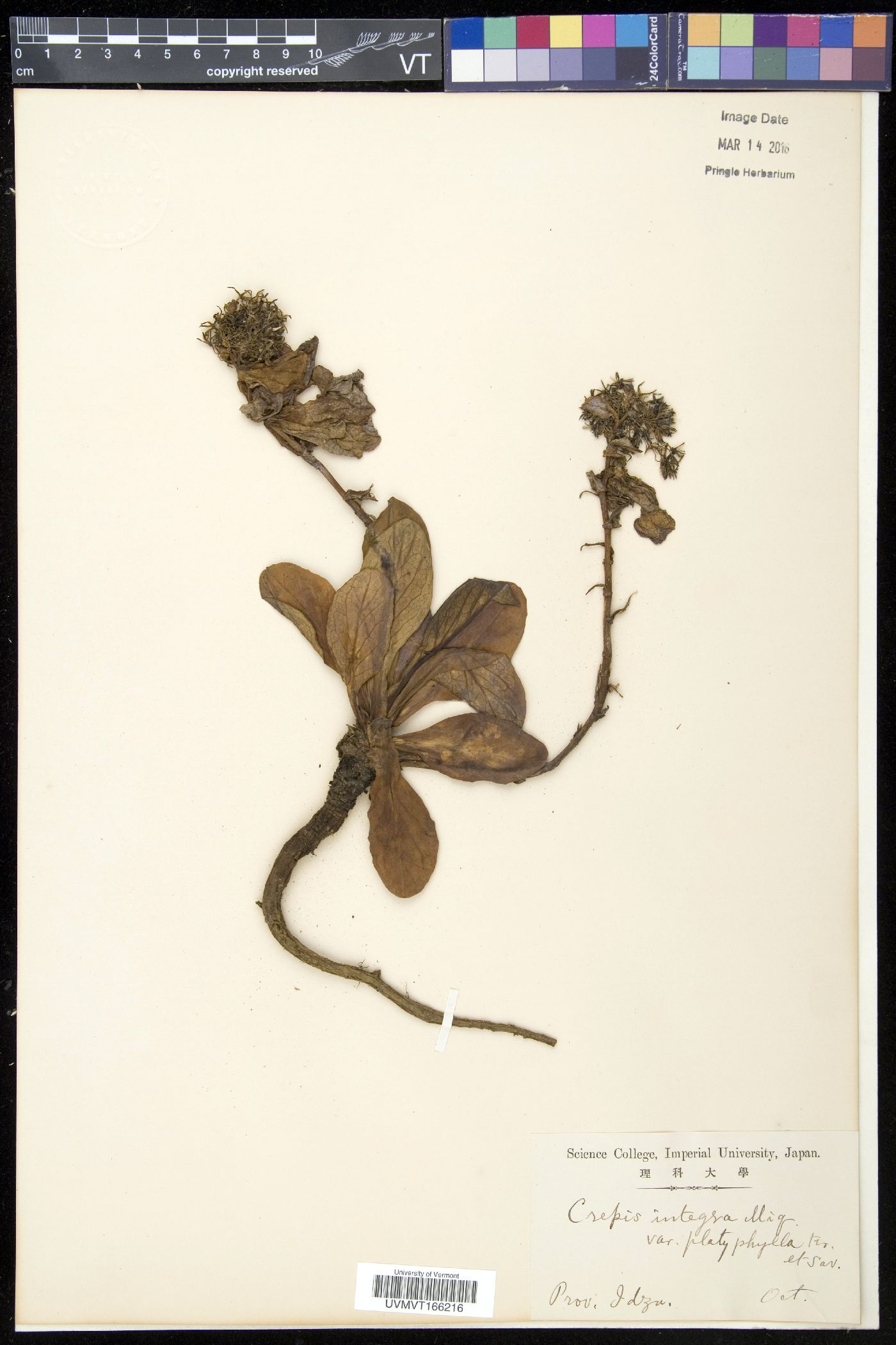 Crepidiastrum platyphyllum image