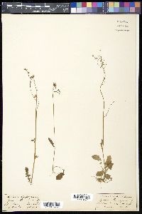 Youngia japonica image