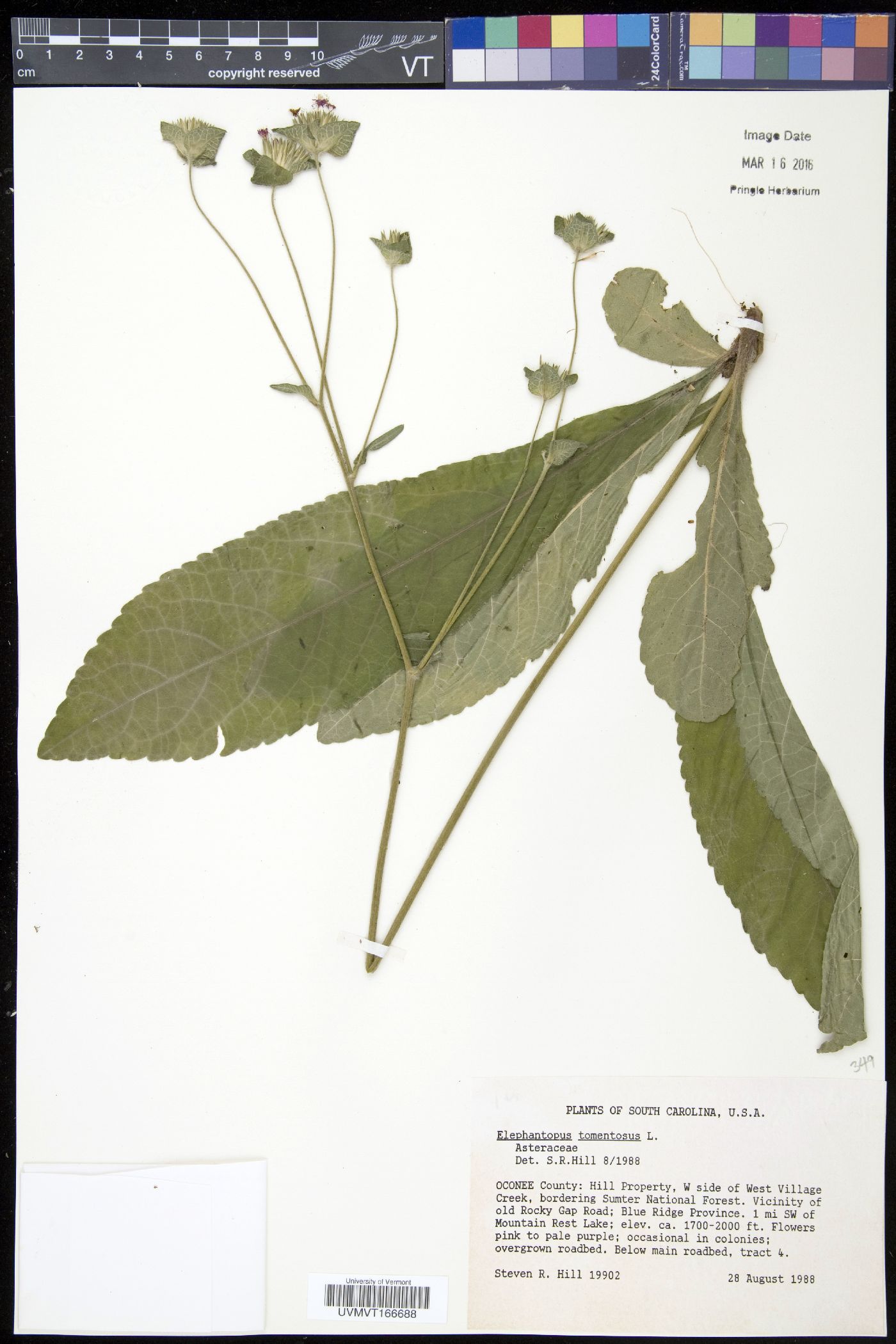 Elephantopus tomentosus image
