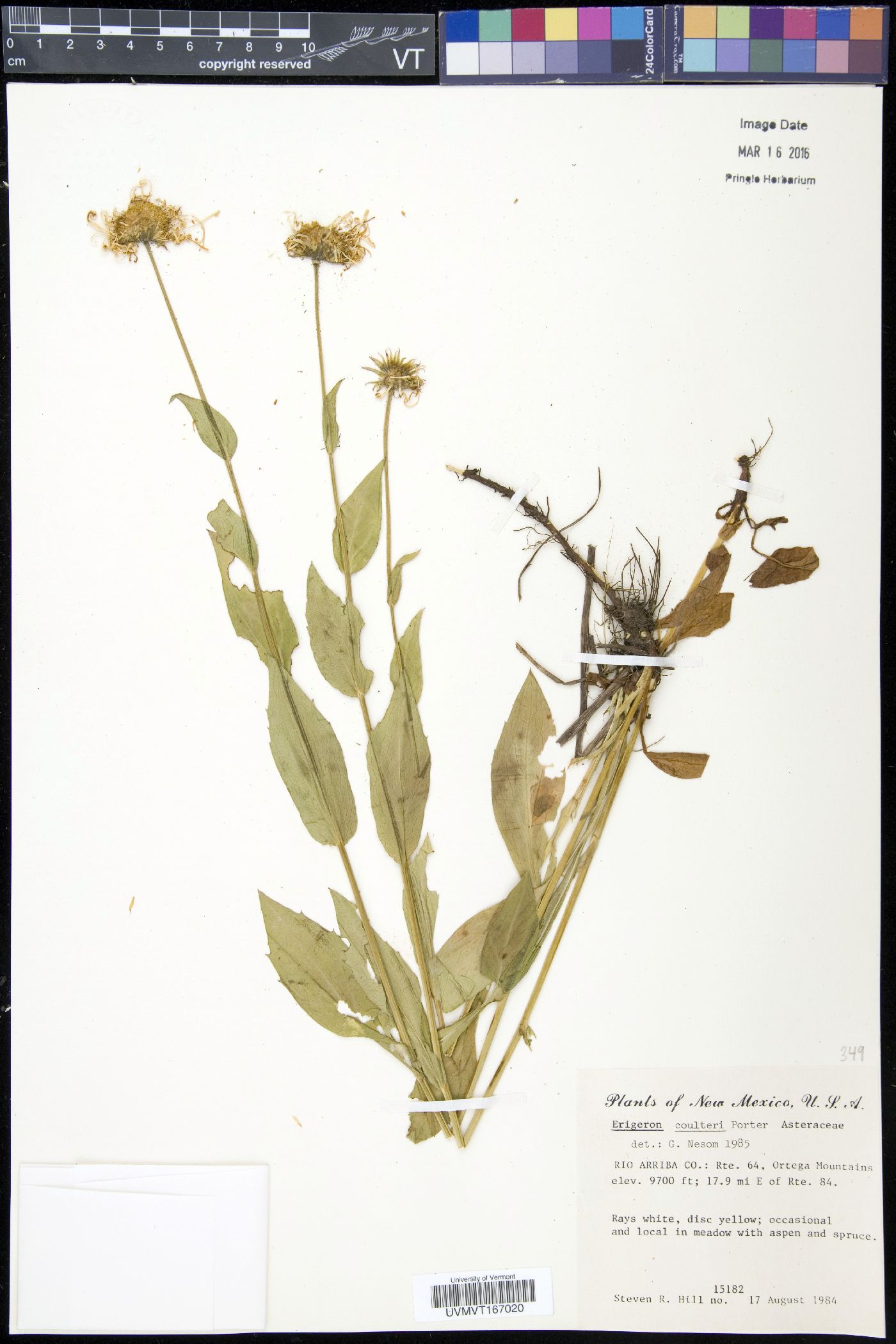 Erigeron coulteri image