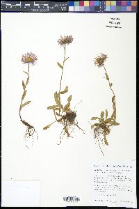 Erigeron formosissimus image