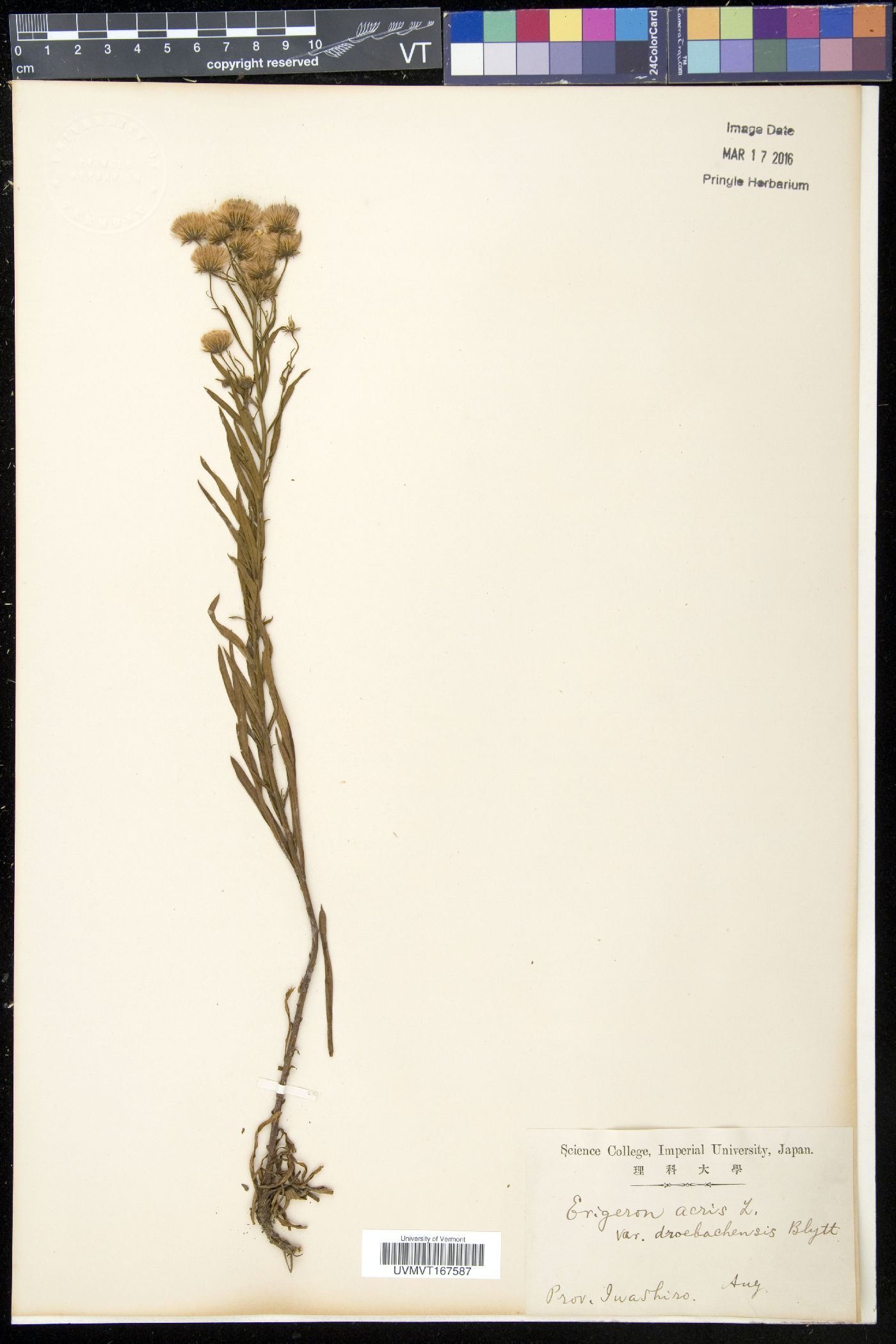 Erigeron acris subsp. droebachiensis image