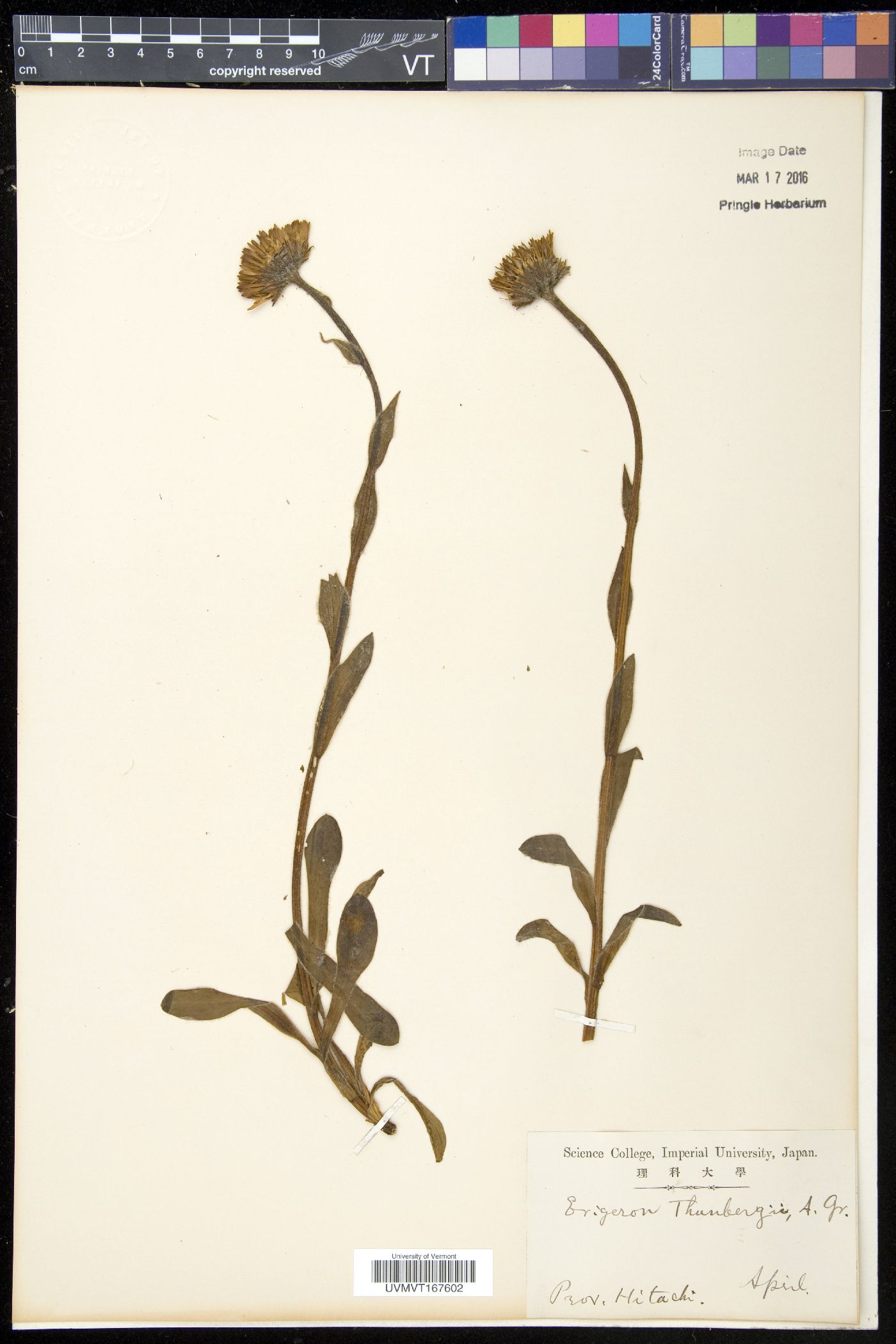 Erigeron thunbergii image