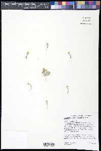 Eriophyllum wallacei image