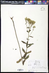 Eupatorium album image