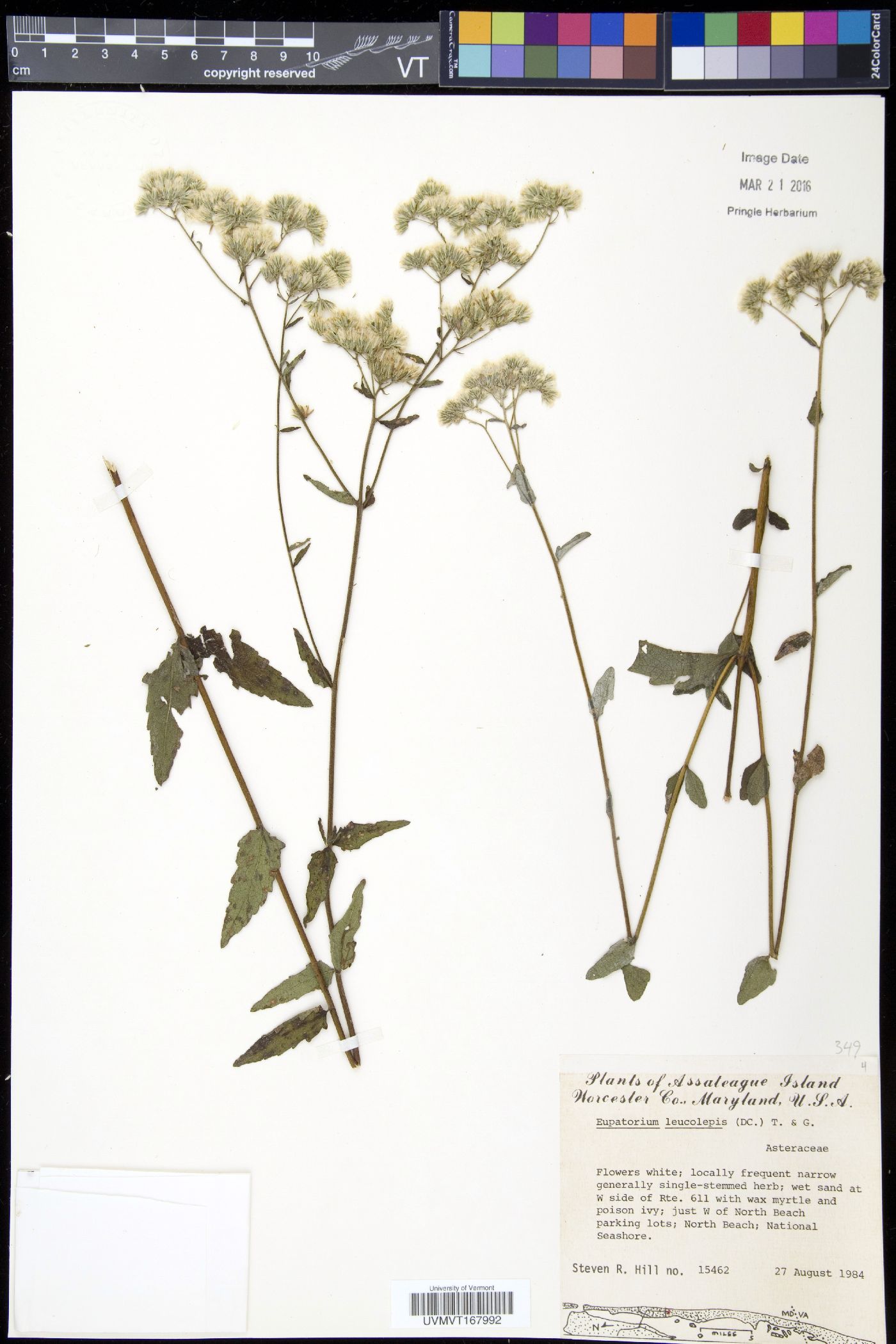 Eupatorium leucolepis image