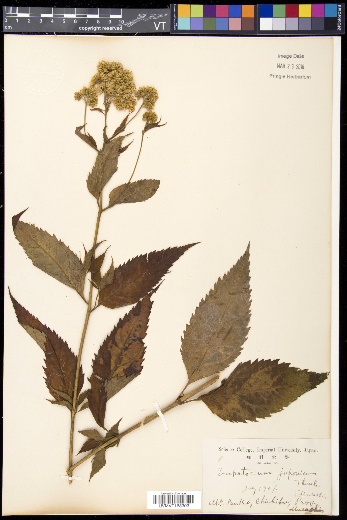 Eupatorium chinense image