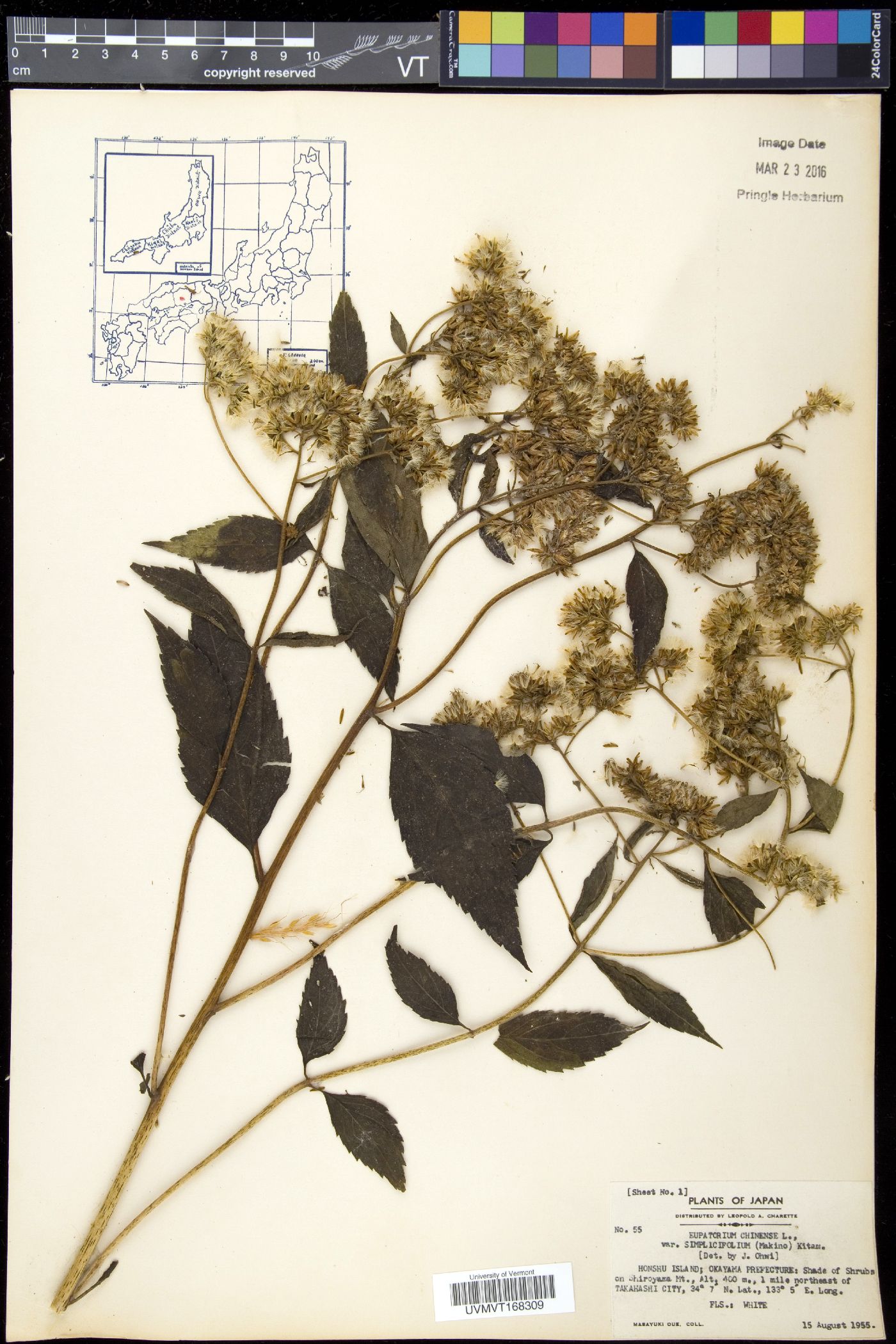 Eupatorium chinense image