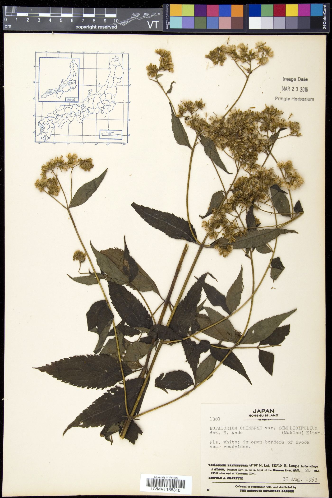 Eupatorium chinense var. simplicifolium image