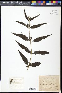 Eupatorium chinense var. simplicifolium image