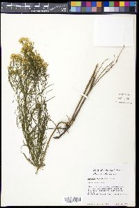 Euthamia pulverulenta image