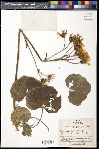 Image of Farfugium japonicum