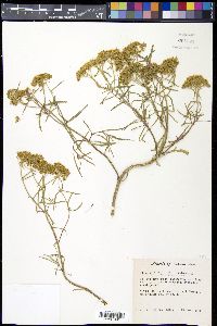 Flaveria latifolia image