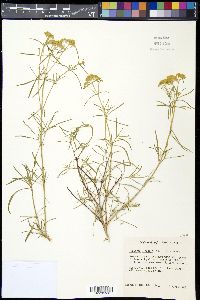 Flaveria linearis image