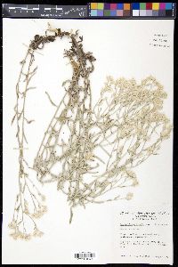 Pseudognaphalium canescens subsp. canescens image