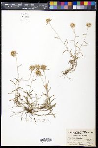 Gnaphalium japonicum image