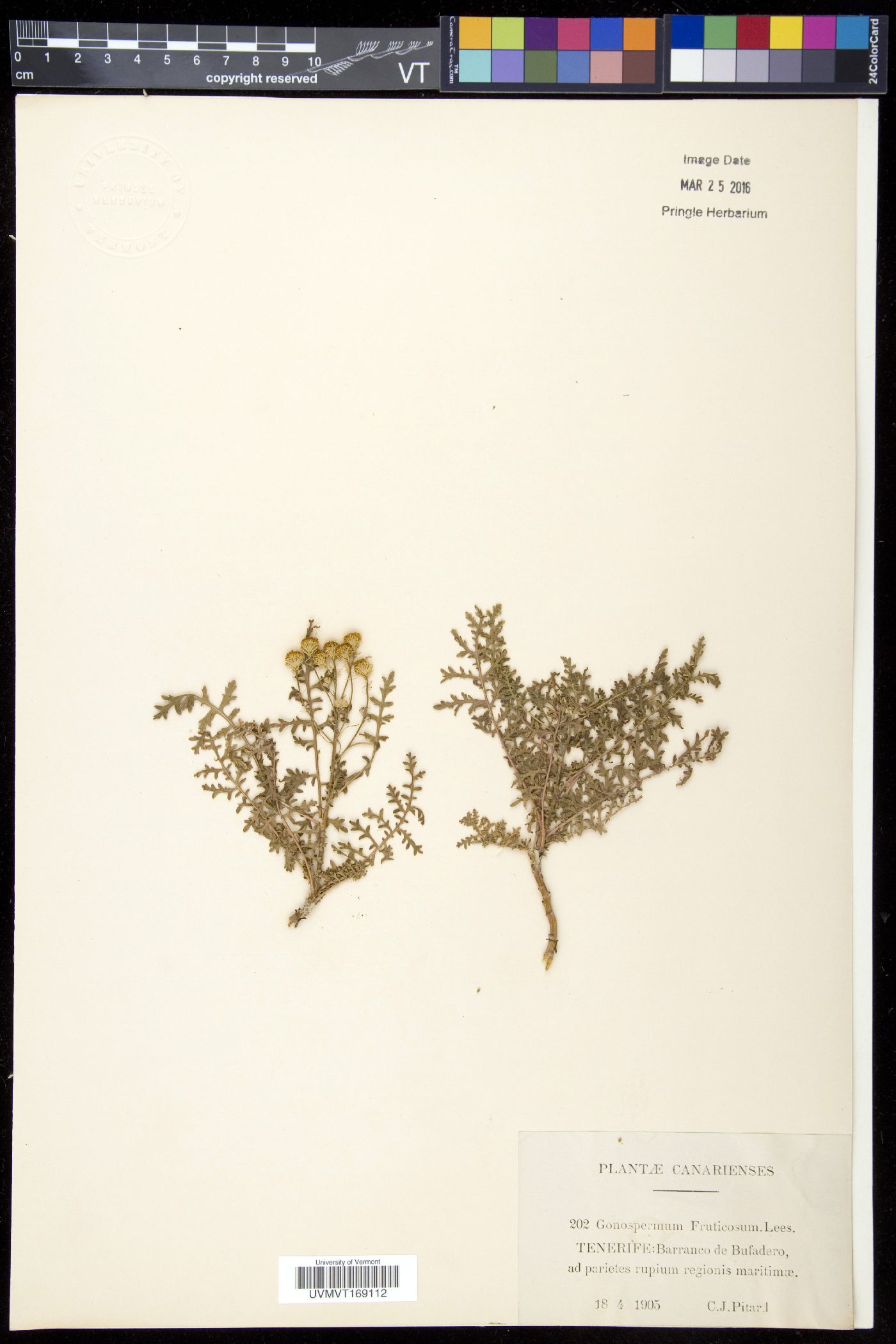 Gonospermum image