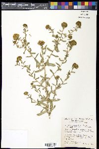 Grindelia squarrosa var. nuda image