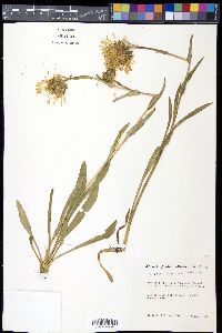 Haplopappus croceus image